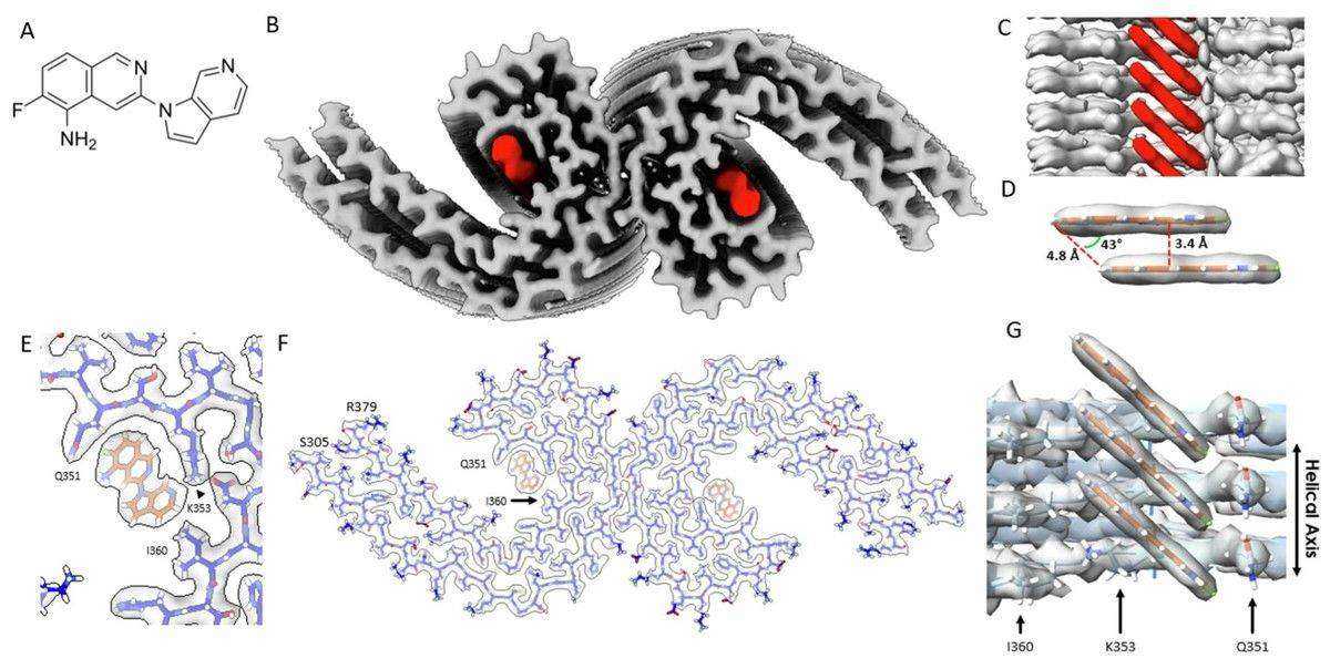 Cryo-EM map of MK-6240 bound to tau PHFs, showing binding site, molecular structure, and atomic model with key interactions.