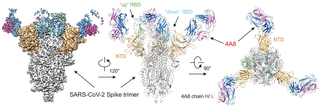 Cryo-EM structure of the 4A8 and S-ECD complex