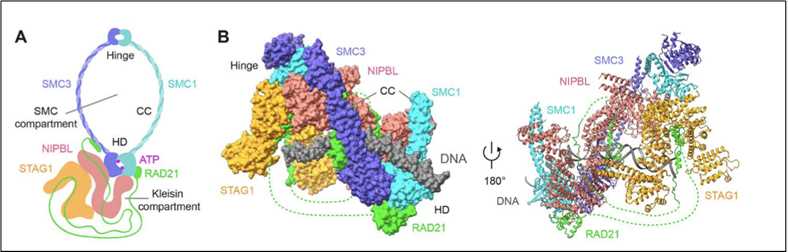 The overall structure of the human cohesin-NIPBLC-DNA complex