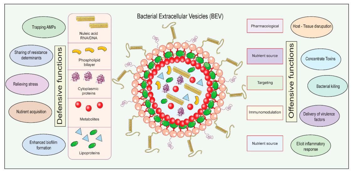 Figure 1. The structure and application of bacterial extracellular vesicles.