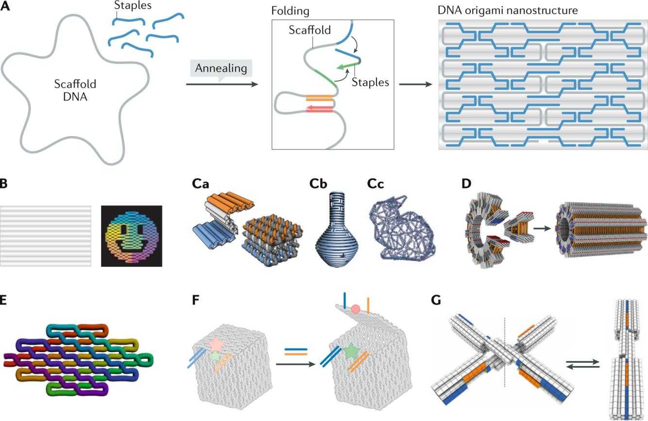 Figure 1. DNA origami.