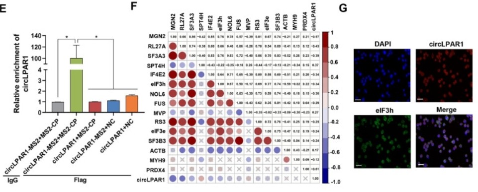 Figure 1. Visual representation of gene enrichment assessed through RT-qPCR.