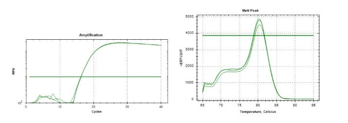 Figure 2. Graphical display of the amplification and melting curves for cel-miR-39.