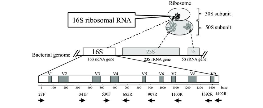 Figure 1. The principle of universal microbiome testing.