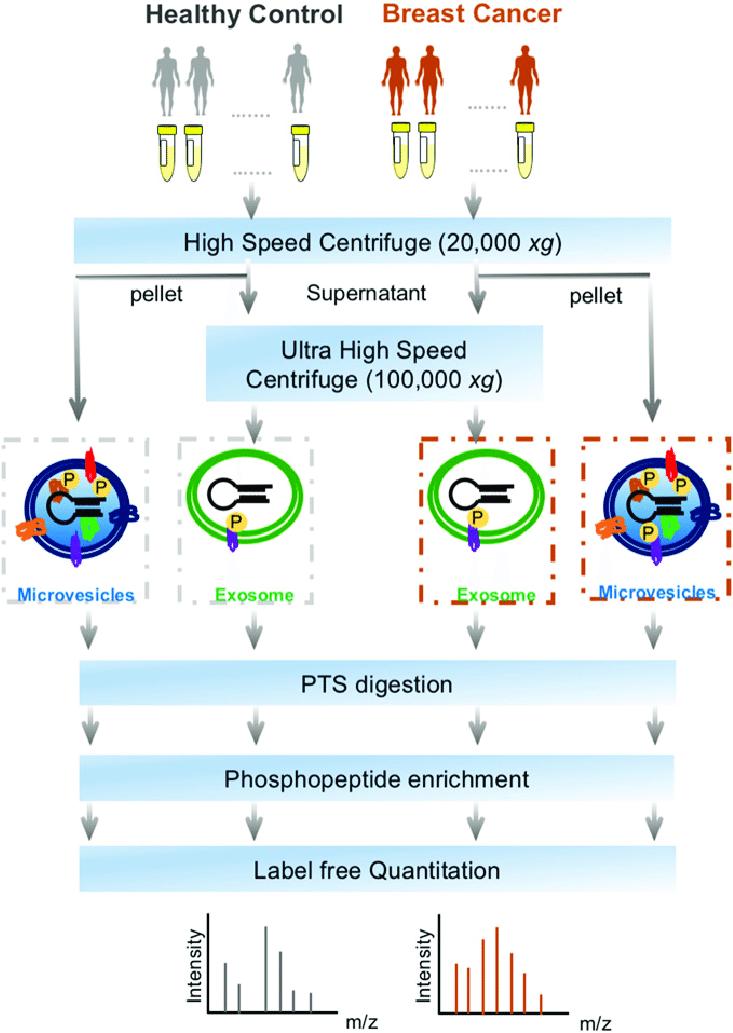 Figure 1. Phosphoproteomics analysis in extracellular vesicles.