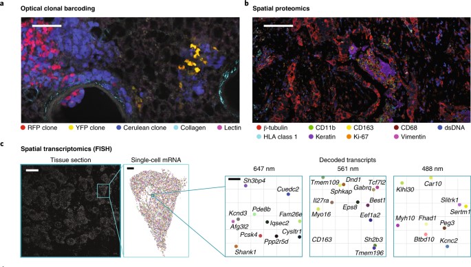 Illustration showing spatial omics technology and multiplexed imaging methods for tissue analysis with detailed molecular visualization.