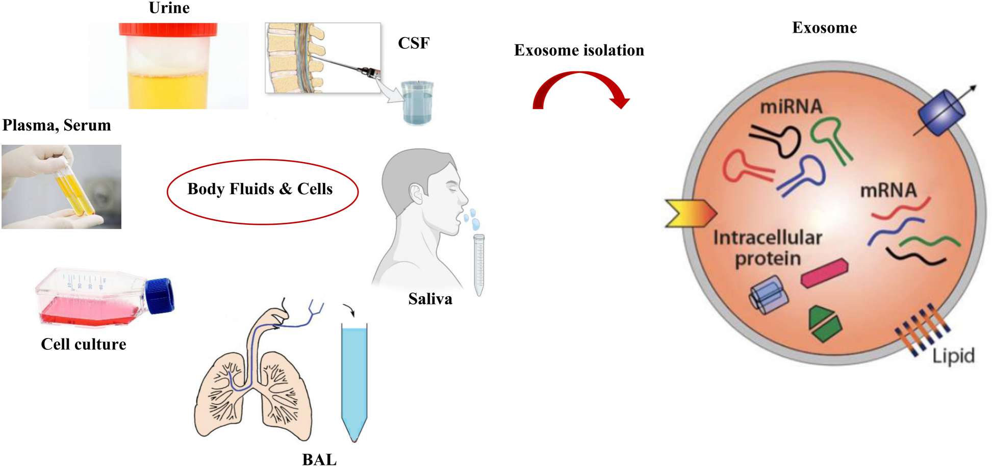 Figure 1. Exosomes can be harvested from a range of body fluids, including urine, saliva, plasma, serum, cerebrospinal fluid, and bronchoalveolar lavage.