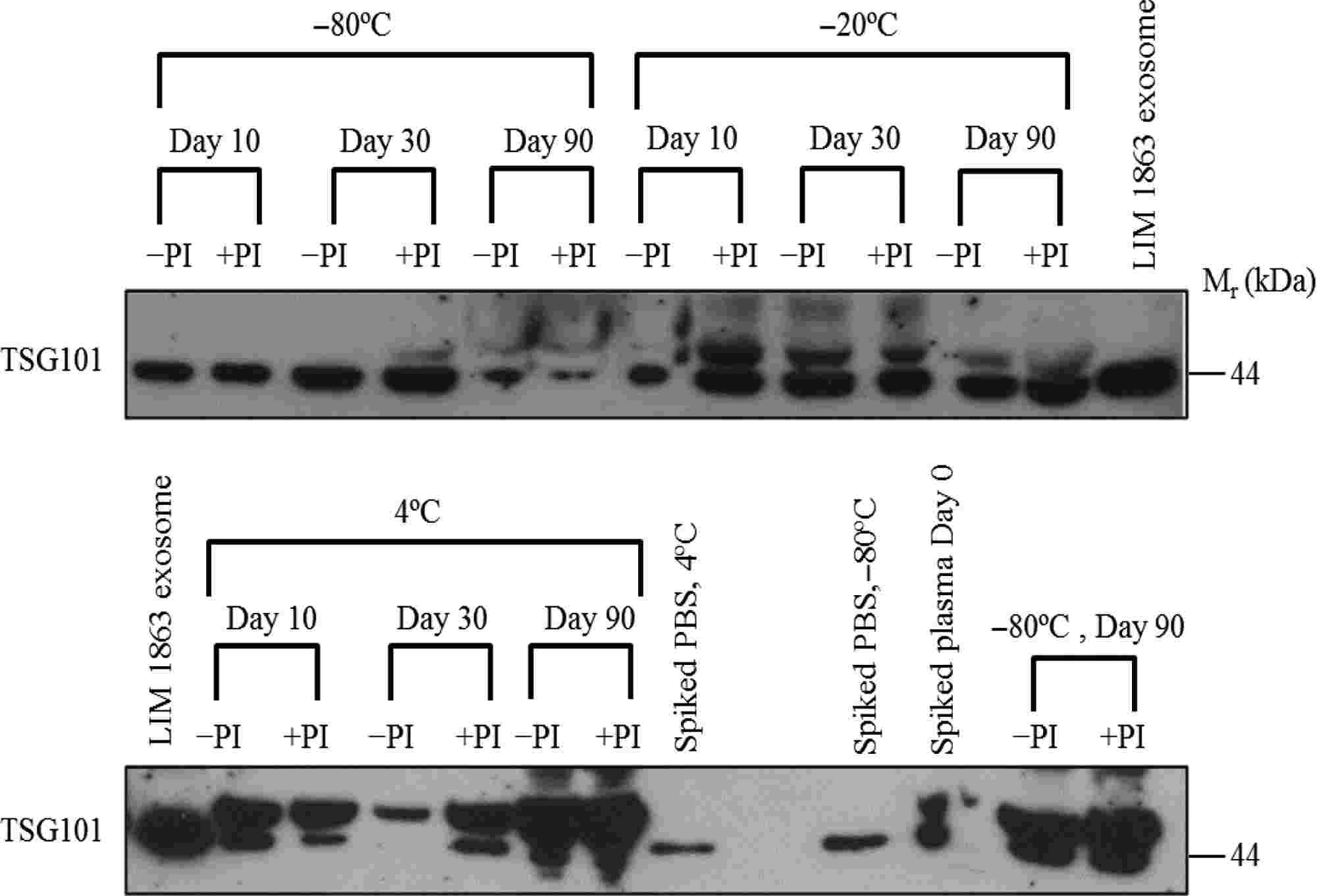 Figure 2. Western blot showing stability of exosomes spiked into plasma and stored at 4°C, −20°C, and −80°C over 10, 30, and 90 days, with TSG101 protein bands indicating exosome presence.