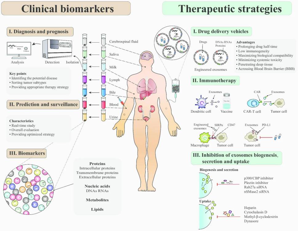 Utilizing exosomes in cancer diagnostics and therapeutics.