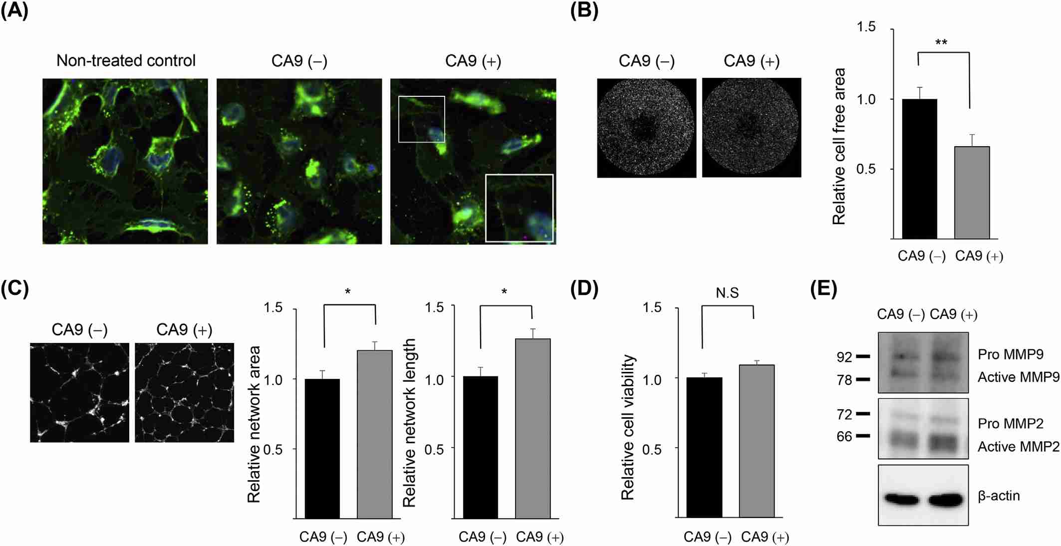 Figure 1. Uptake of CA9 exosomes and their role in angiogenesis.