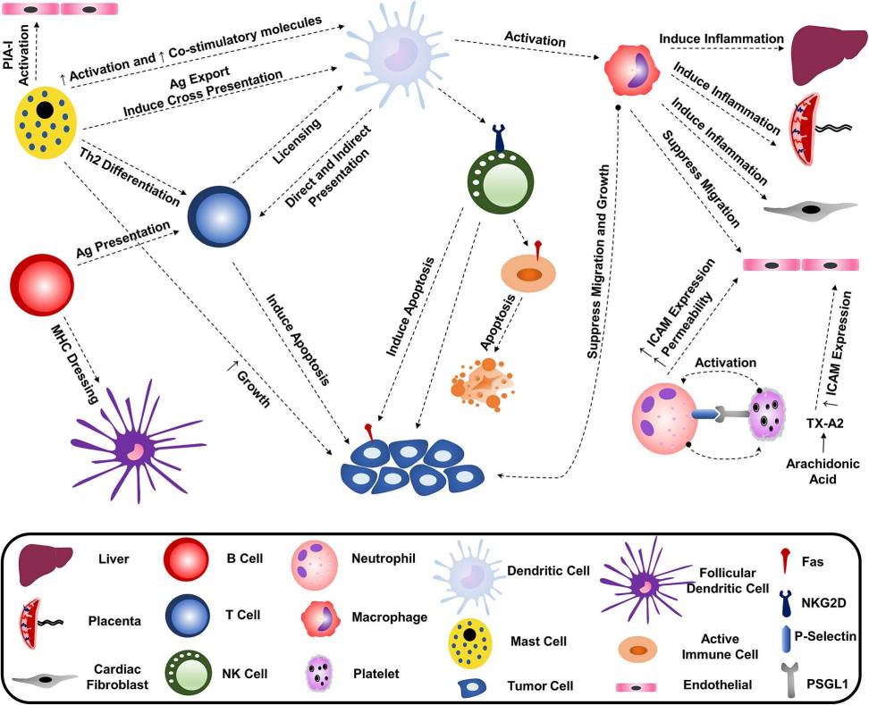 Figure 1. Interrelationship between immune cells by producing exosomes.