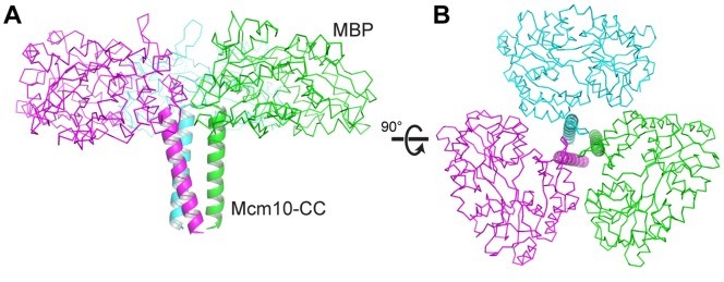 Figure 1. MBP-CC asymmetric unit showing differently colored protomers.