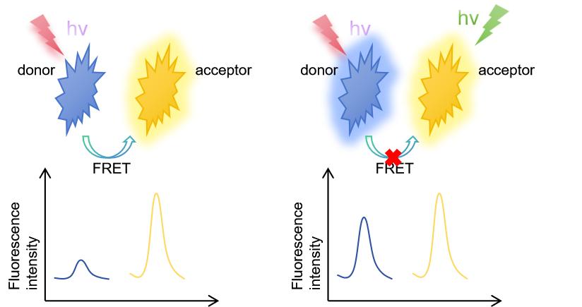 Figure 1. The principle of FRET assay.