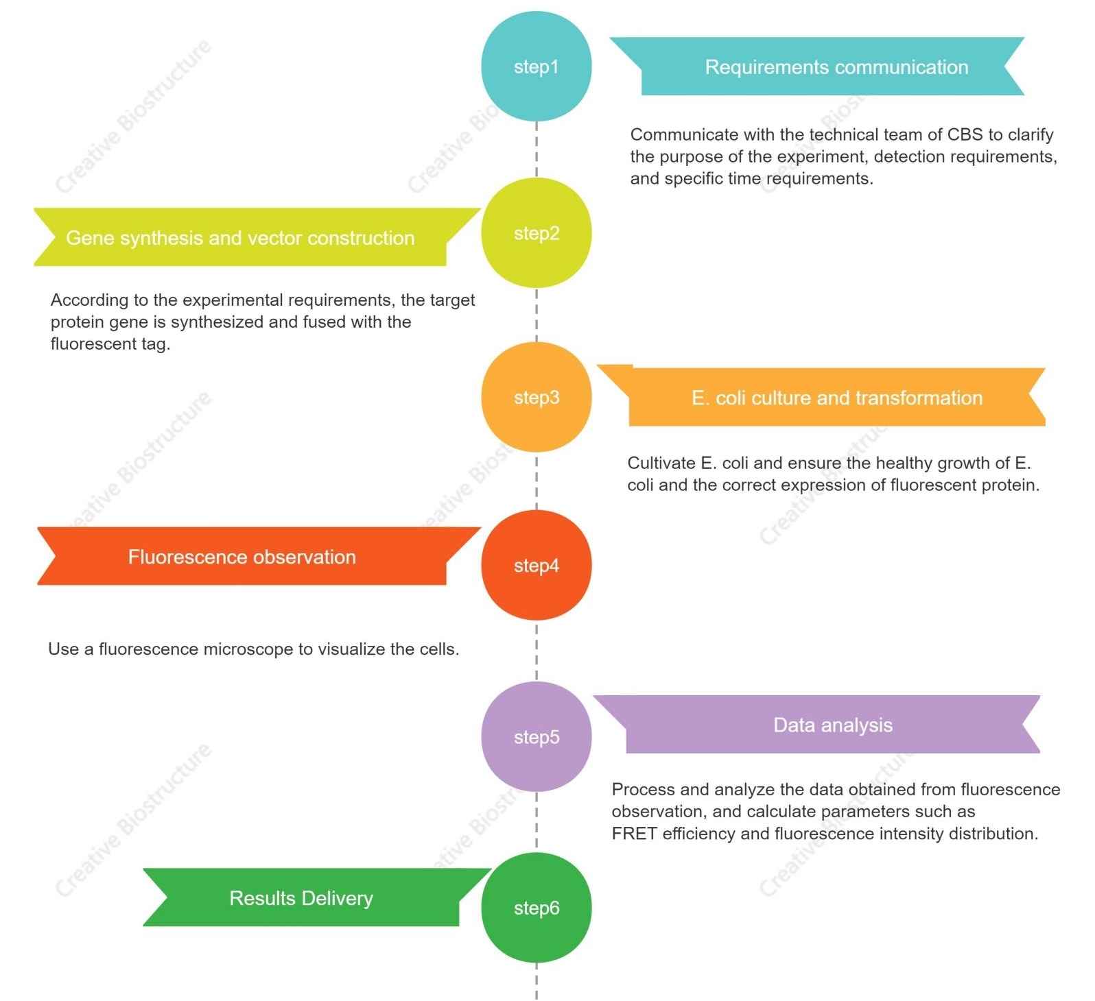 Figure 2. The workflow of our in vivo FRET assay.