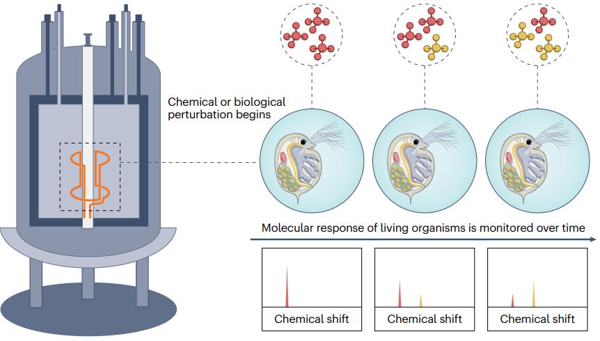 Figure 1. The principle of in vivo NMR spectroscopy.