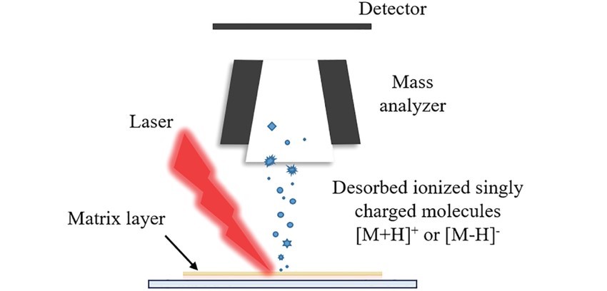 Figure 1. Illustration of the ionization method used in MALDI-MSI.