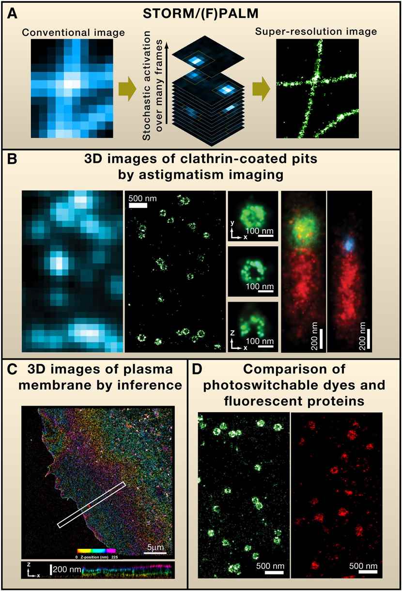 Super-resolution Fluorescence Microscopy by Single-Molecule Switching.