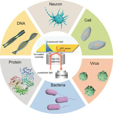 Figure 1. Surface plasmon resonance microscopy (SPRM) applications.