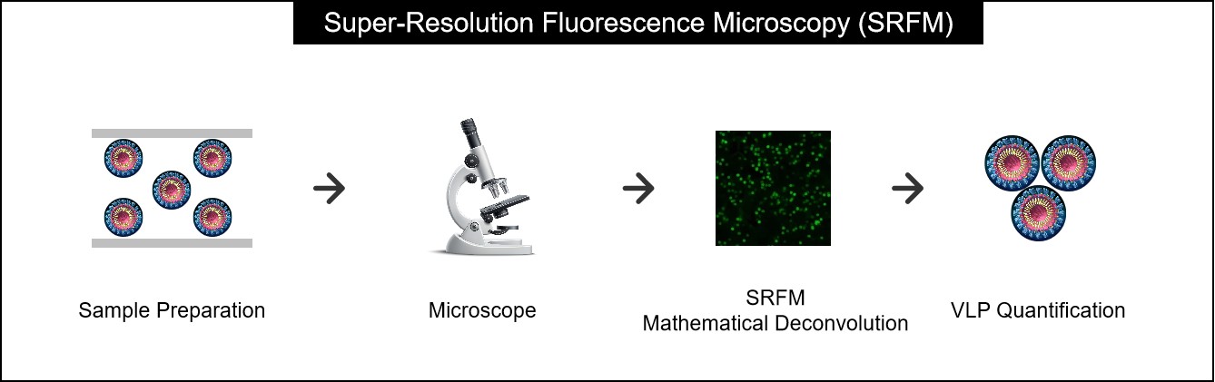 Figure 1. Workflow for Quantifying Virus-like Particles Using Super-Resolution Fluorescence Microscopy.