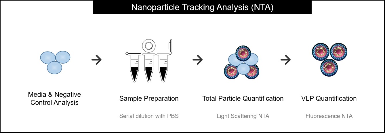 Figure 2. Workflow for Quantifying Virus-like Particles Using Nanoparticle Tracking Analysis.