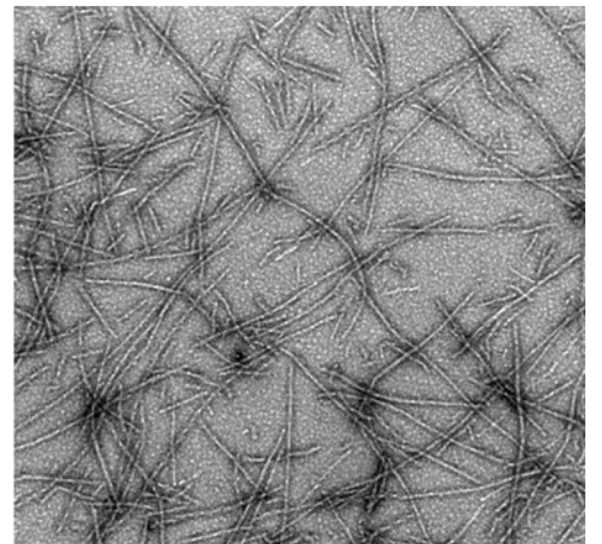 Cryo-EM structure of PrP fibrils